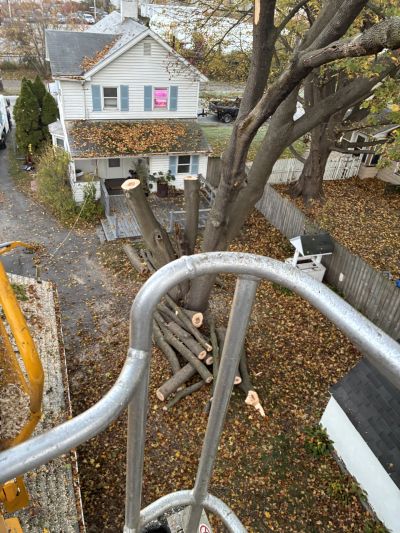 Tree Removal